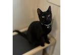 Adopt Julio a Domestic Short Hair