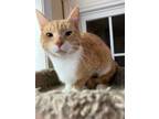 Adopt Leo a Domestic Short Hair