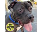 Adopt Beef a Pit Bull Terrier
