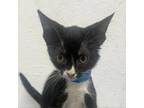 Adopt Clovis a Domestic Short Hair