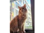 Adopt Newton (Sandy) a Domestic Long Hair, Domestic Short Hair