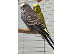 Adopt Bert & Ernie a Parakeet (Other)