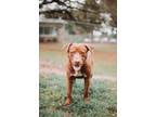 Adopt 71264a Larry the Lobster a American Staffordshire Terrier, Mixed Breed