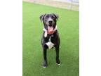 Adopt GRIFFIN a Labrador Retriever, Mixed Breed