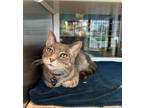 Adopt SMOKEY a Domestic Short Hair