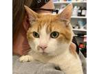 Adopt Cheeto a Tabby, Domestic Short Hair