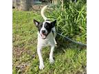 Adopt Jack a Jack Russell Terrier