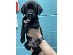 Adopt Dakota a Labrador Retriever