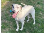 Adopt Alaska* A199360 a Catahoula Leopard Dog