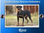 Adopt Ross a Rottweiler