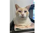 Adopt Cyrus a Domestic Short Hair