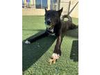 Adopt Gordo- $75 Adoption Fee Diamond Dog a Husky, Pit Bull Terrier