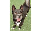 Adopt Gordo- $75 Adoption Fee Diamond Dog a Husky, Pit Bull Terrier