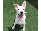 Adopt Oakley - $75 Adoption Fee! Diamond Dog! a Shepherd, Pit Bull Terrier