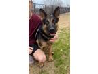 Adopt Rusty a German Shepherd Dog