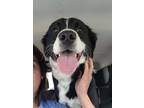 Adopt Zorro a Border Collie