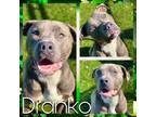 Adopt DRANKO a Pit Bull Terrier