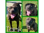 Adopt TANK a Pit Bull Terrier