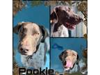 Adopt POOKIE a German Shorthaired Pointer