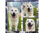 Adopt AVALANCHE a Husky, Mixed Breed