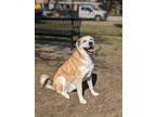 Adopt Hercules a Anatolian Shepherd, Mixed Breed