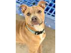 Adopt Ranger a Pit Bull Terrier, Terrier