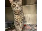 Adopt Alphinaud (Alphie) a Domestic Short Hair, Abyssinian