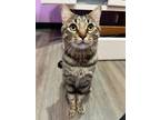 Adopt ROBBIE a Tabby