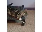 Adopt Andy friend of Prince a Tabby, Domestic Short Hair