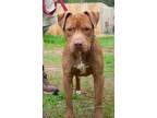 Adopt Pizzazz / Flex a Pit Bull Terrier