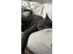 Adopt Tom a Russian Blue, Domestic Short Hair