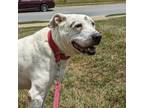 Adopt Meatball a American Staffordshire Terrier