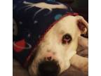 Adopt Meatball a American Staffordshire Terrier