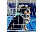 Adopt Aussie mix a Australian Shepherd