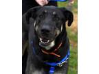 Adopt Trooper a Great Dane, Shepherd