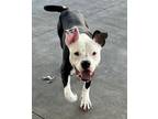 Adopt Cane a Pit Bull Terrier, Hound