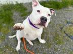 Adopt SPIKE a Pit Bull Terrier