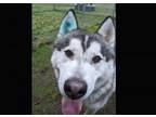 Adopt Robert a Husky