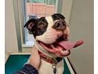 Adopt Scotty a Pit Bull Terrier