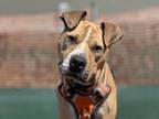 Adopt Theon a Pit Bull Terrier, Mixed Breed