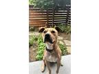 Adopt Theon a Pit Bull Terrier, Mixed Breed
