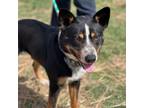 Adopt Blaze a Australian Cattle Dog / Blue Heeler