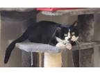 Adopt George a American Shorthair