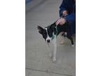 Adopt Charlie a Border Collie