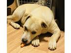 Adopt Buddy a Yellow Labrador Retriever