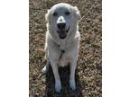 Adopt Boomer a Great Pyrenees