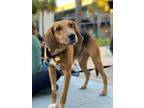 Adopt Indiana Bones a Foxhound, Hound