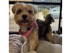 Adopt Gizmo - City of Industry Location a Yorkshire Terrier, Havanese