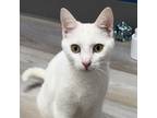 Adopt Brimaz - City of Industry Location a Turkish Van, Domestic Short Hair