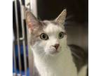 Adopt Casper a Domestic Short Hair